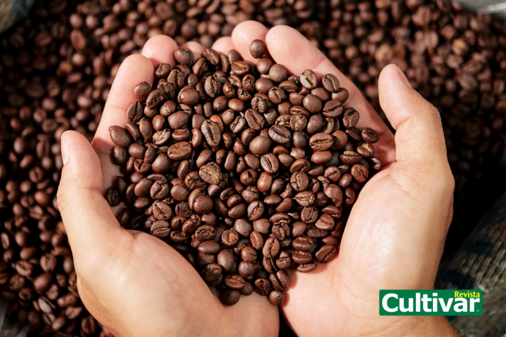 Safra brasileira de café em 2024 deve chegar a 58,08 milhões de sacas